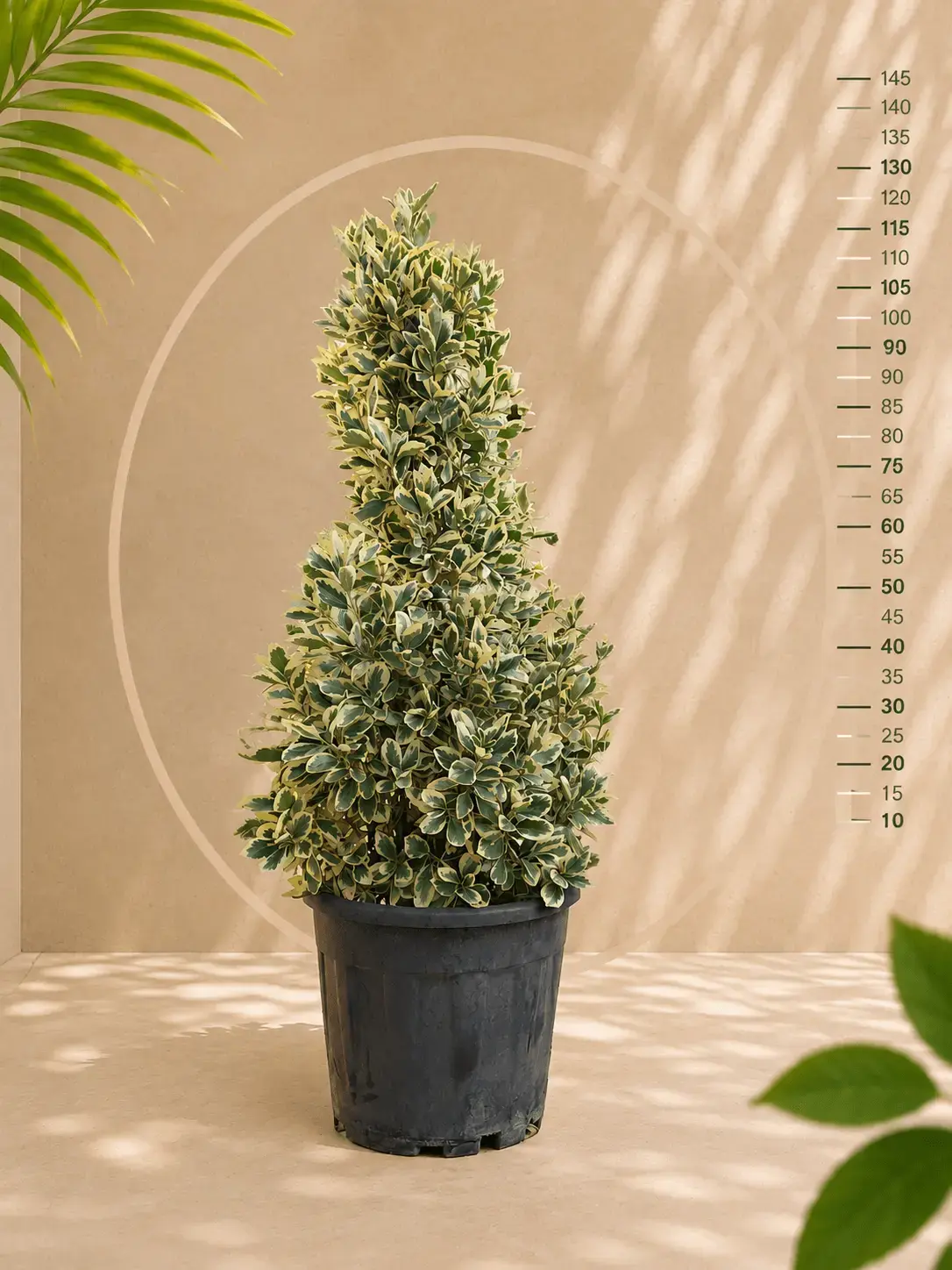 Bravo Taflan (Euonymus japonicus 'Bravo') Bitkisi (15 lt)