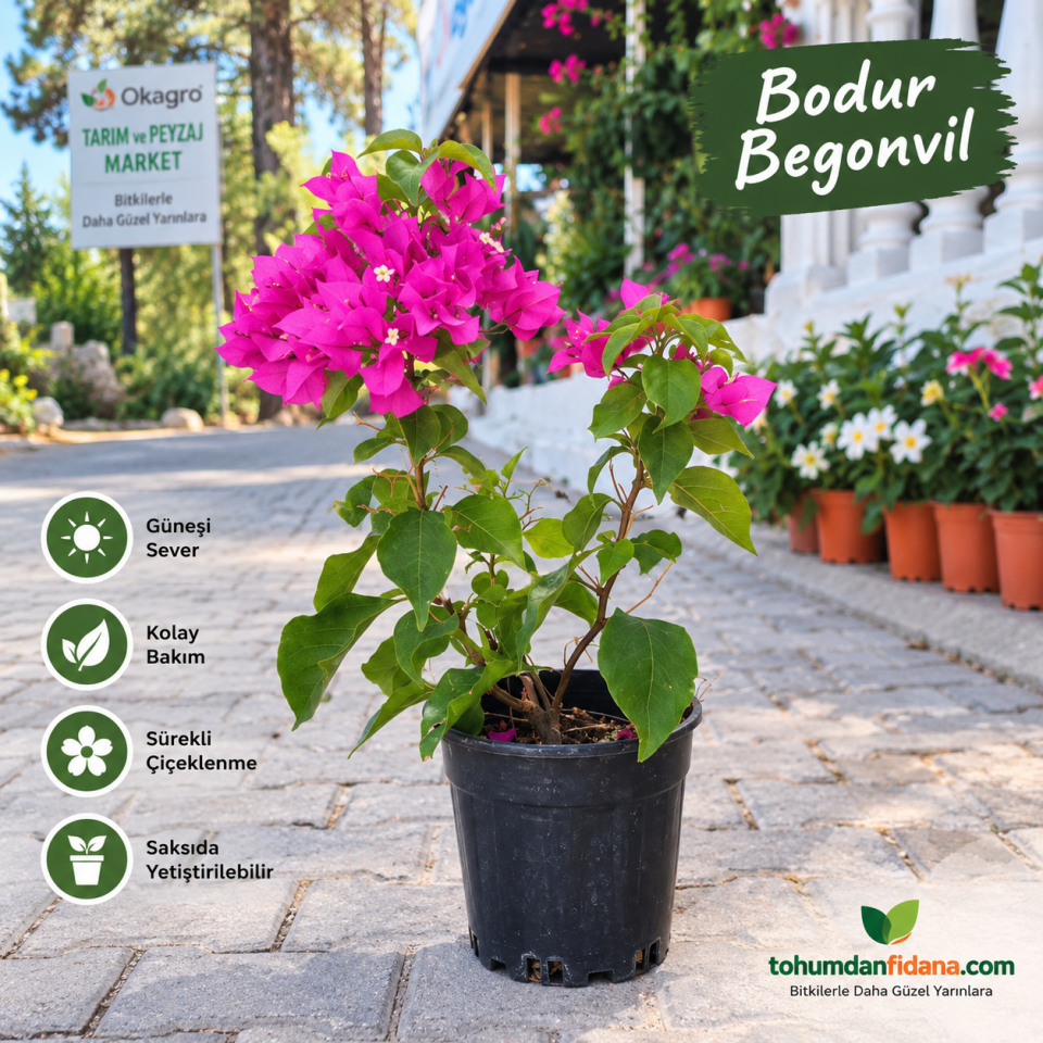 Bodur Begonvil Çiçeği