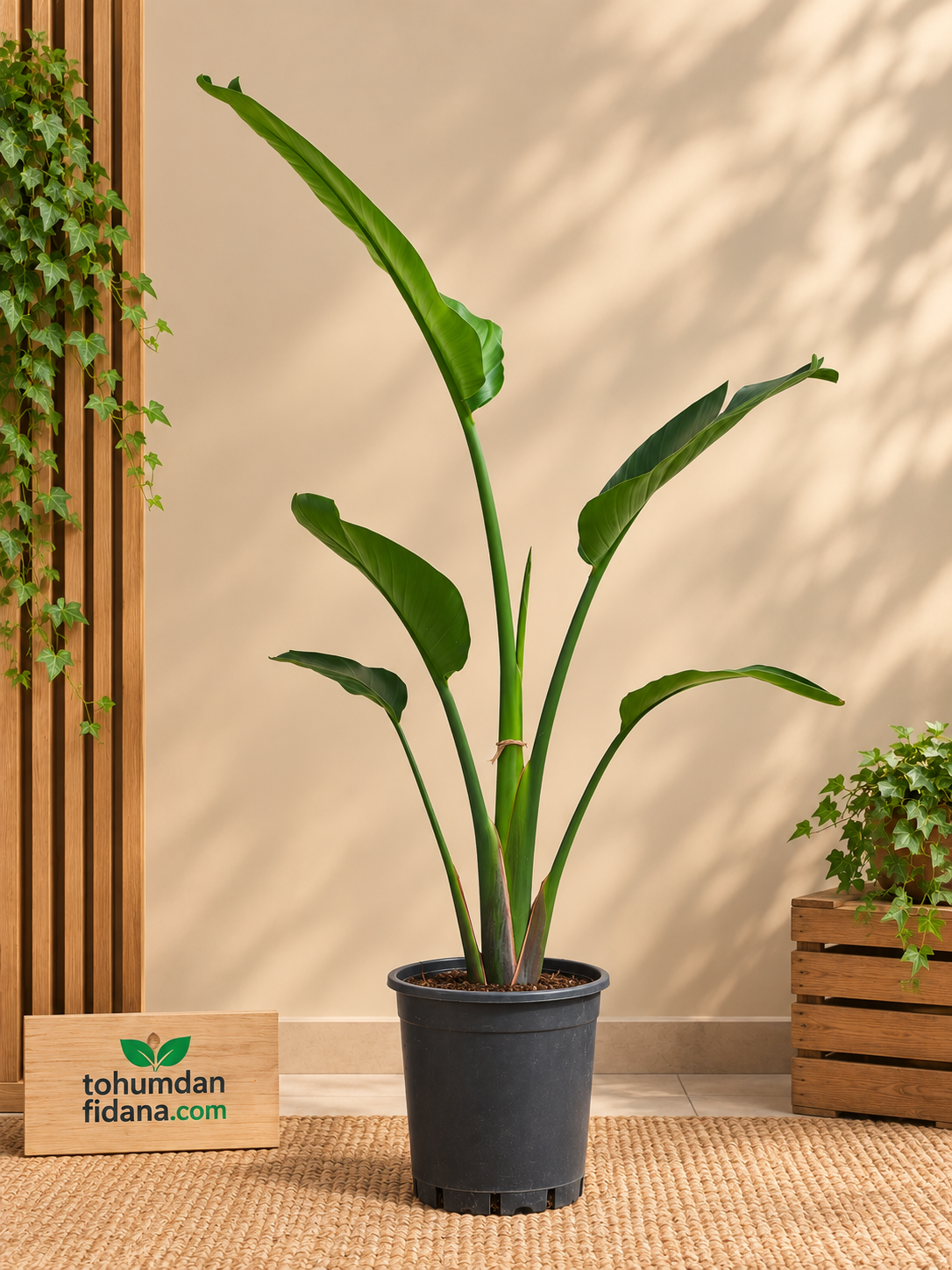 Starliçe Çiçeği (Strelitzia nicolai) 100-130 cm