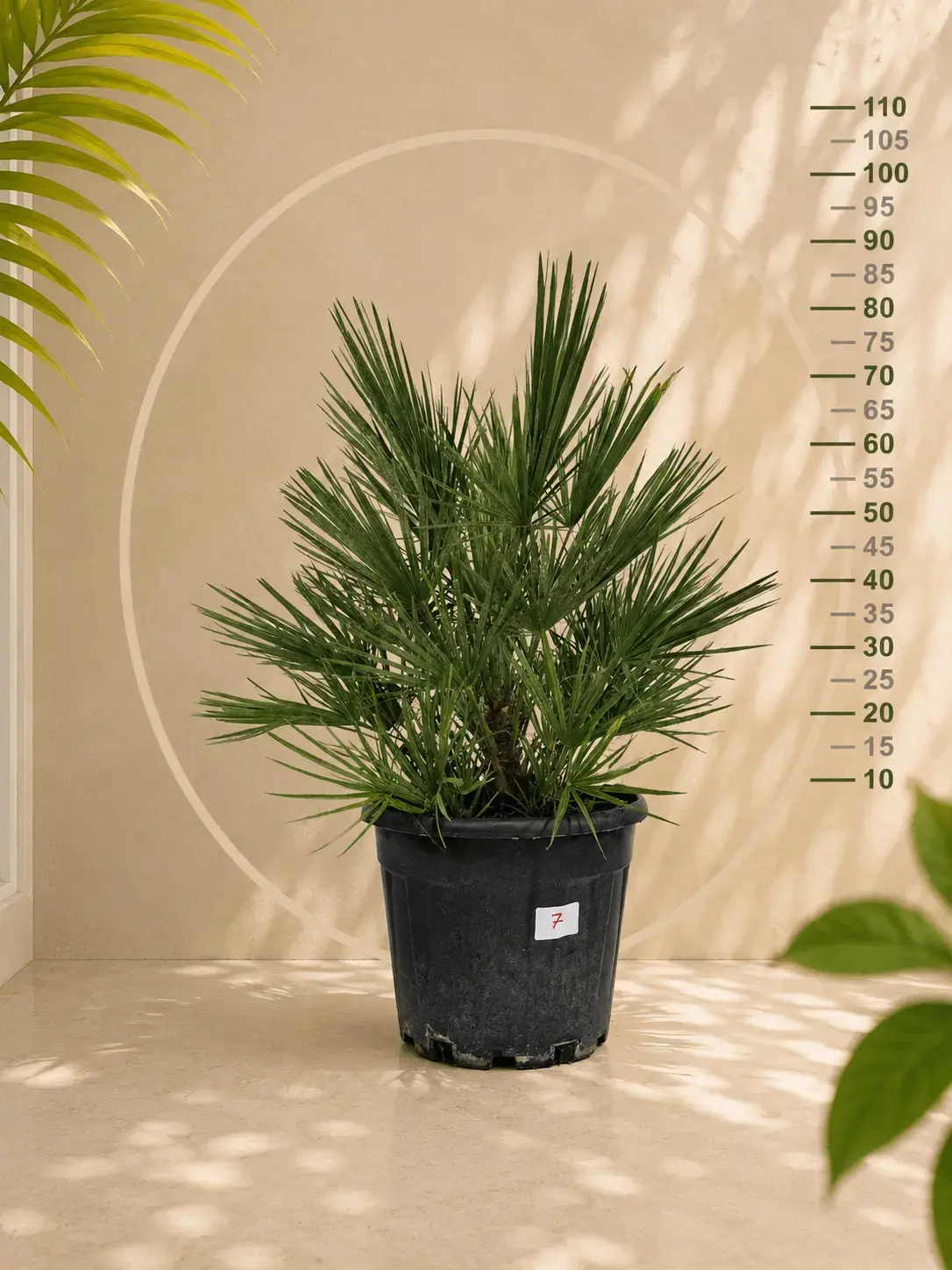 Chamaerops Humilis Palmiyesi (Bodur Palmiye)