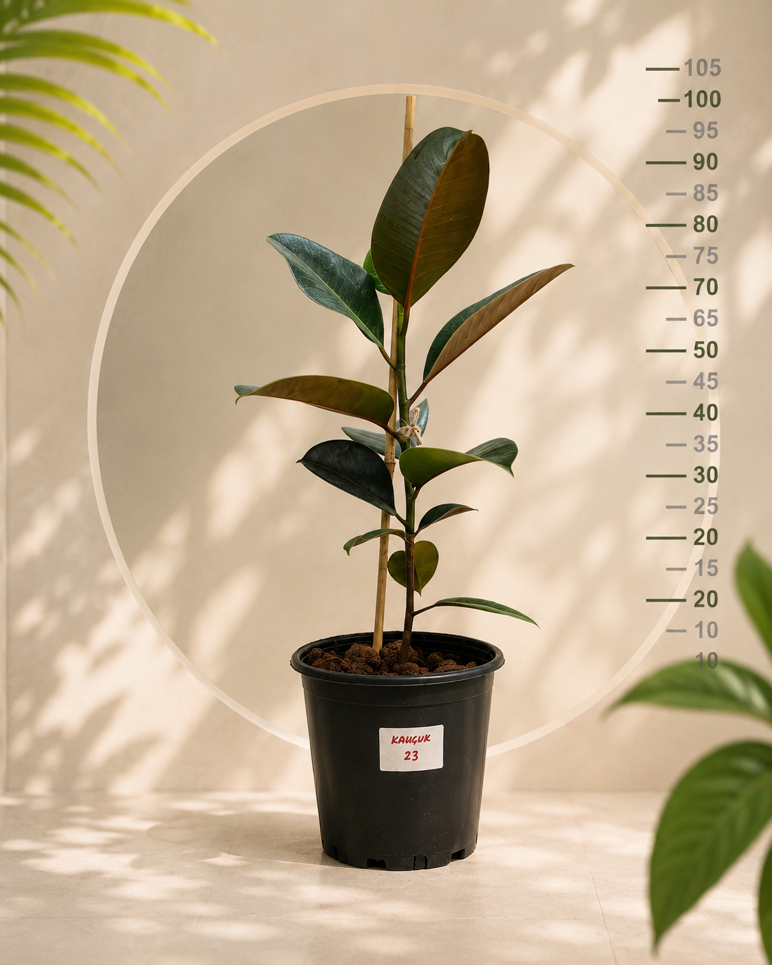 Kauçuk Çiçeği (Ficus elastica)  40-60 cm