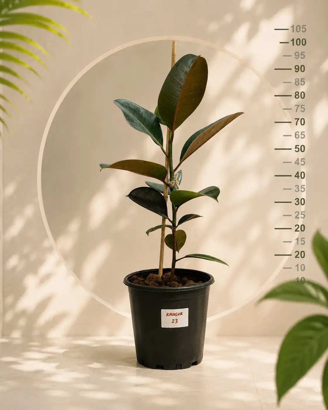 Kauçuk Çiçeği (Ficus elastica) 70-80 cm