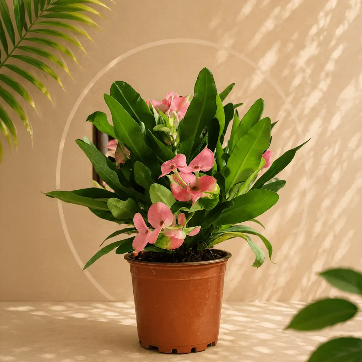 Diken Tacı Çiçeği (Euphorbia milii)