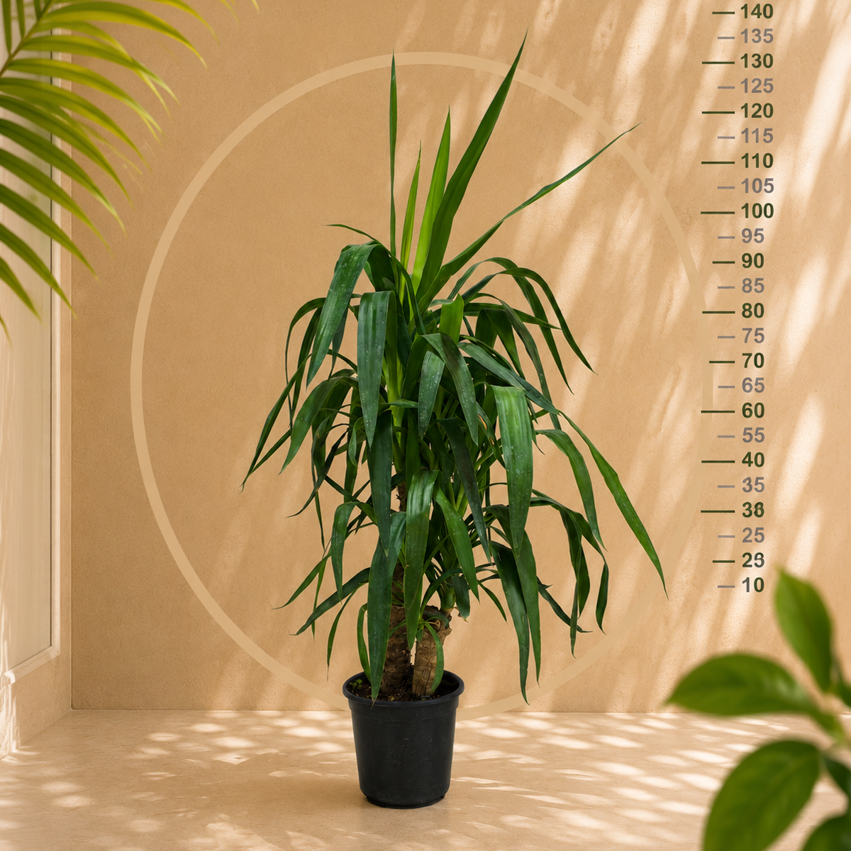 Yuka  (Yucca)