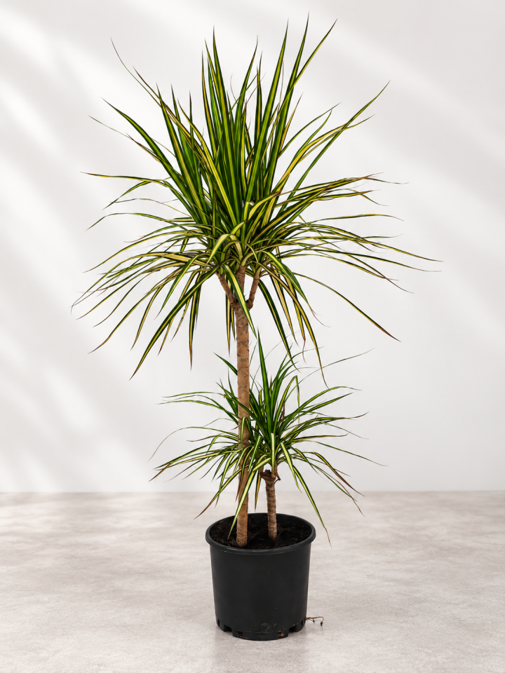 Marginata Sunray (Dracaena marginata )