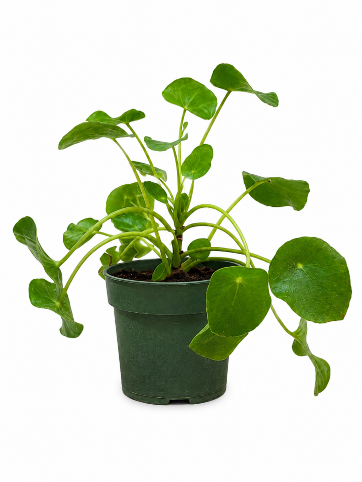 Pilea ( Para Çiçeği)