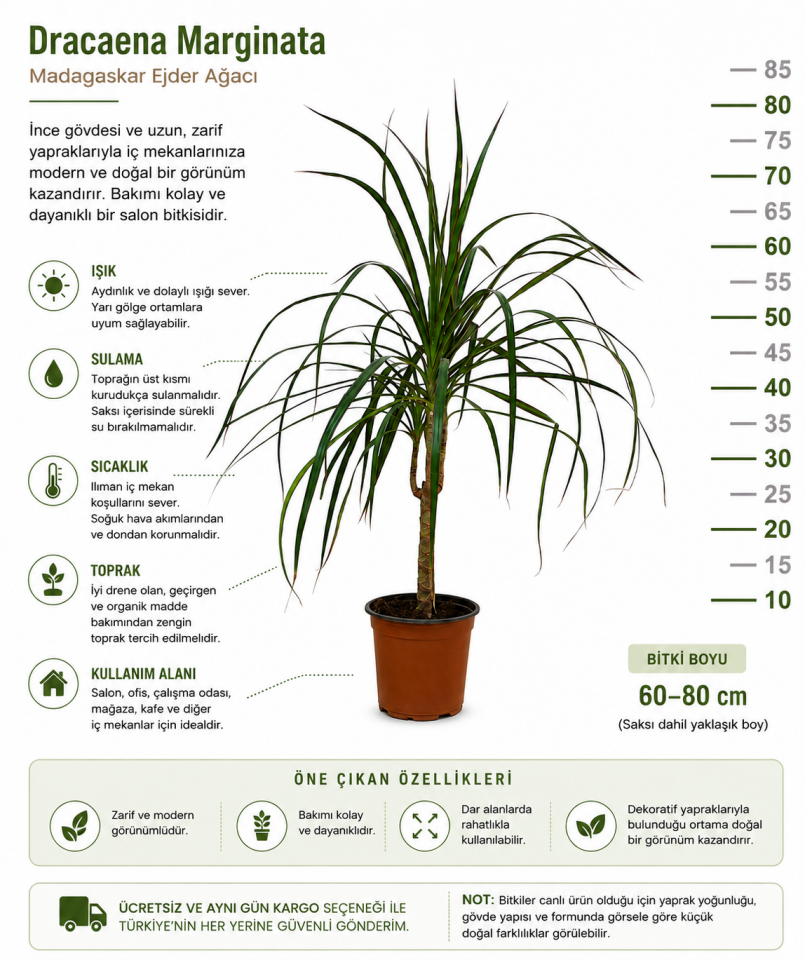 Dracaena Marginata - Madagaskar Ejder Ağacı