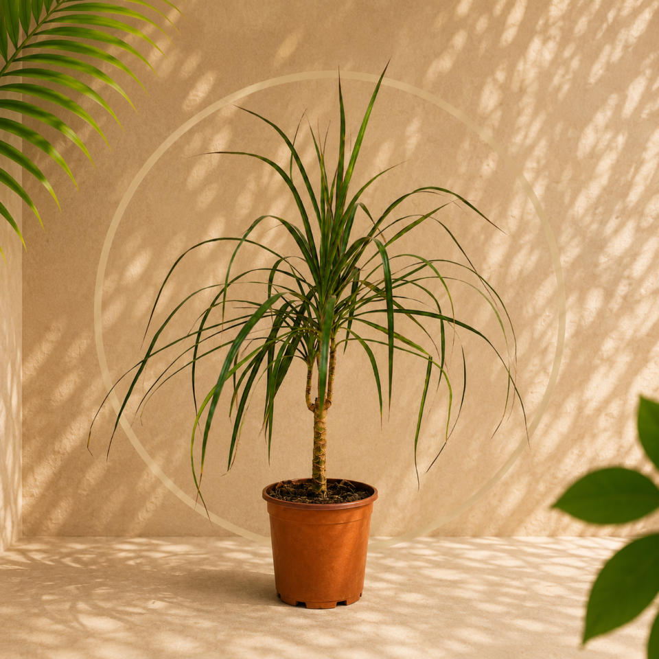 Dracaena Marginata - Madagaskar Ejder Ağacı