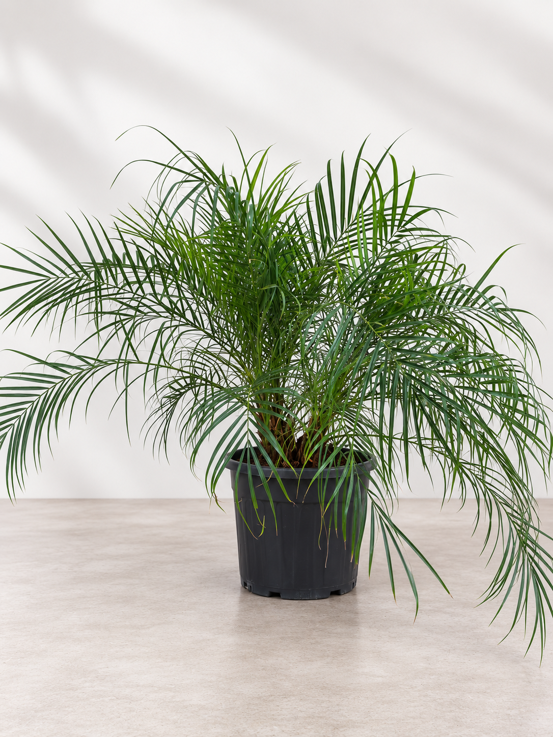 Rubelina Palmiyesi (Phoenix Roebelenii)