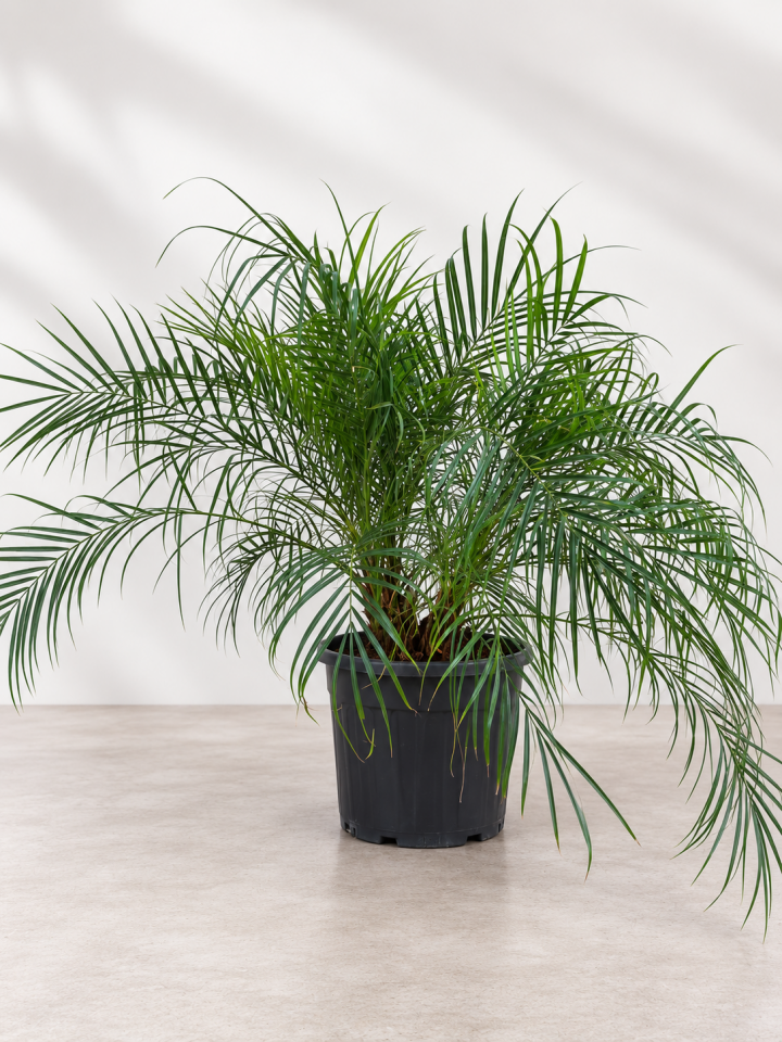 Rubelina Palmiyesi (Phoenix Roebelenii)