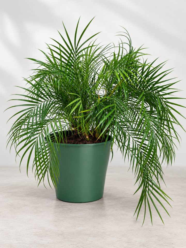 Rubelina Palmiyesi (Phoenix Roebelenii)