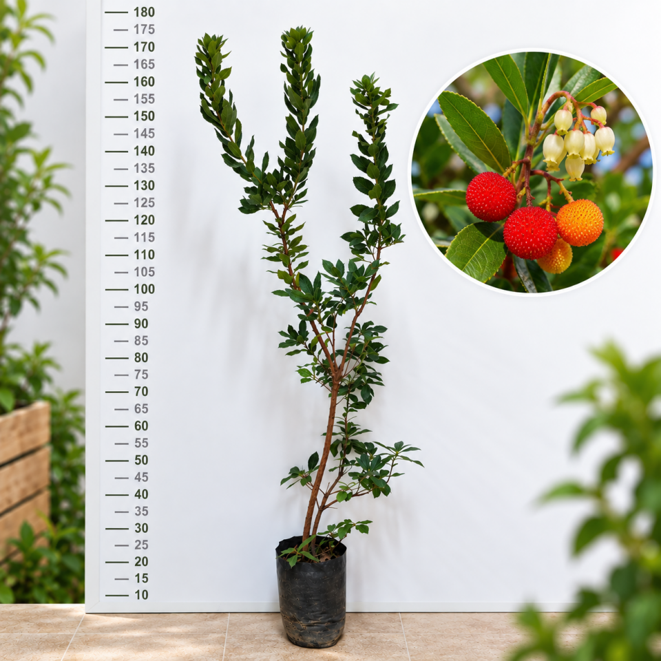 Dağ Çileği (Arbutus Unedo) Fidanı