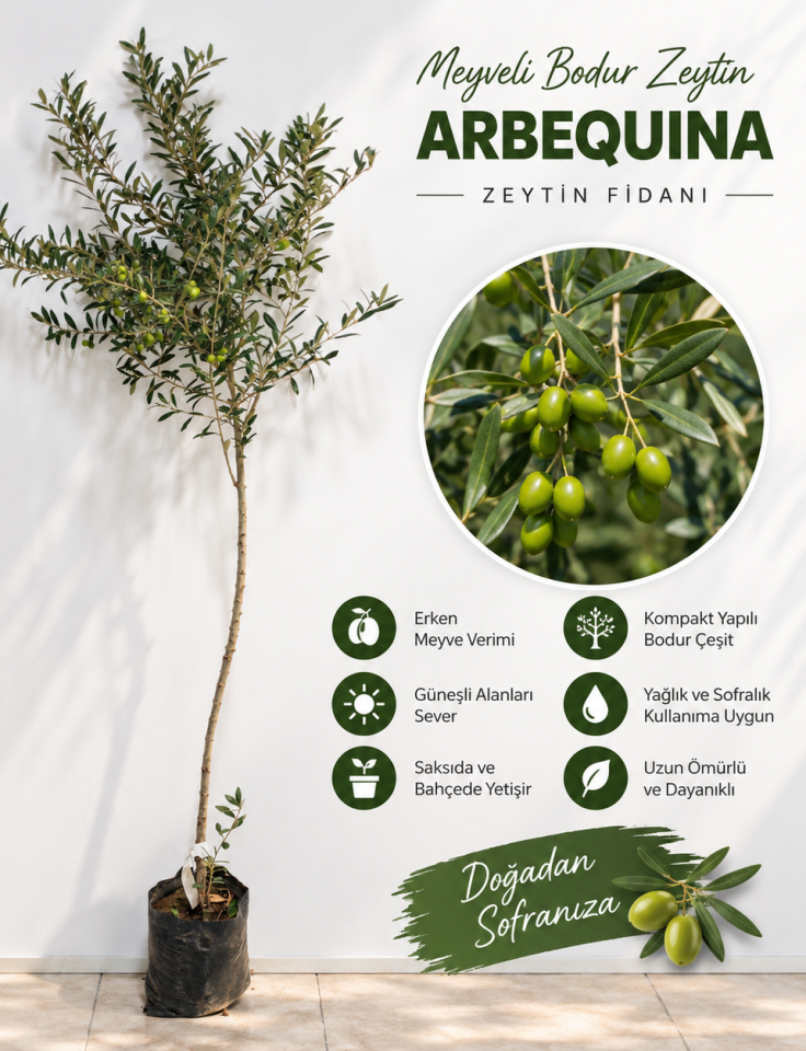 Meyveli Bodur Zeytin Fidanı (Arbequina) - 3 yaş