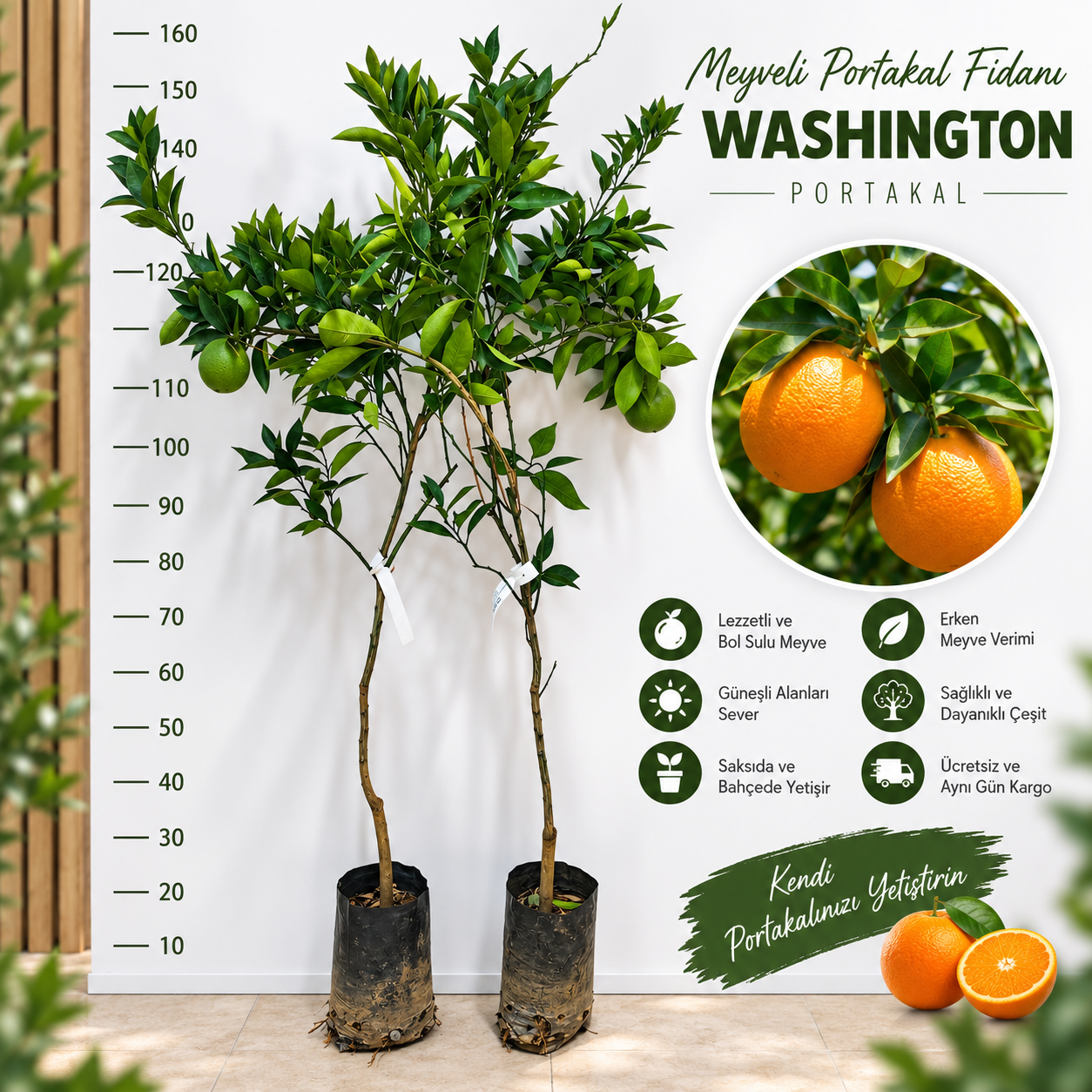 Meyveli Washington Portakal Fidanı  - 3 yaş