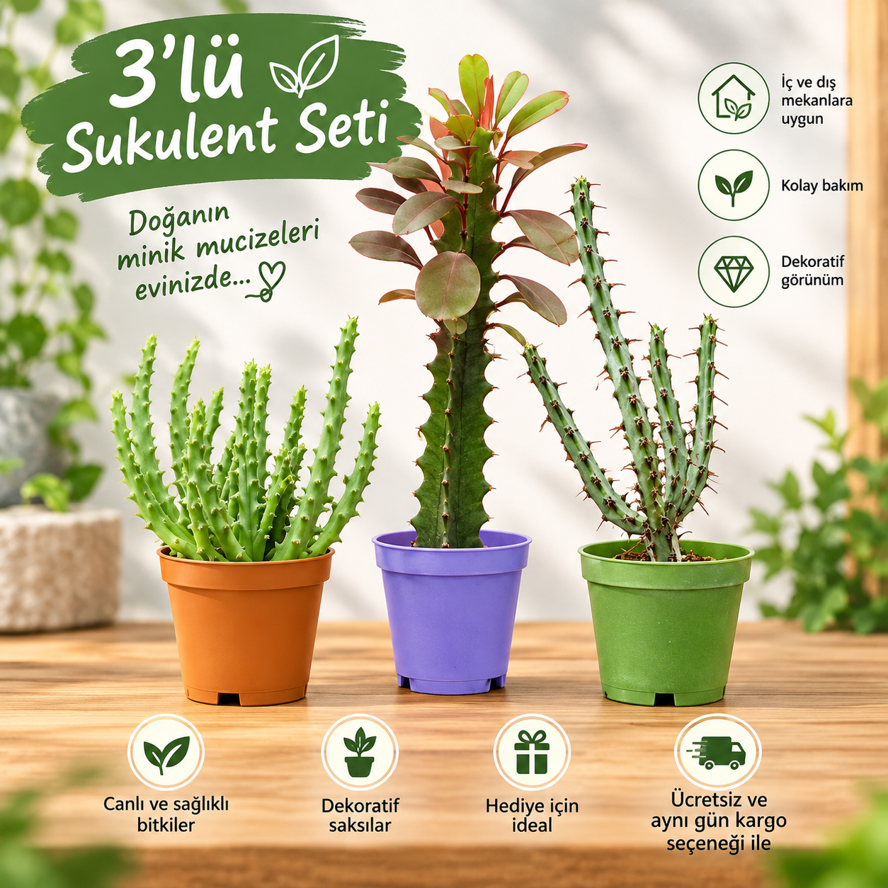 3’lü Sukulent Seti – Dekoratif Canlı Bitkiler