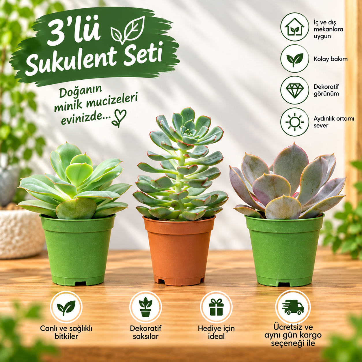 3’lü Sukulent Seti(3)  – Dekoratif Canlı Bitkiler
