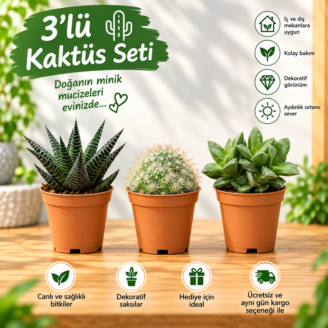 3’lü Sukulent Seti(5) – Dekoratif Canlı Bitkiler