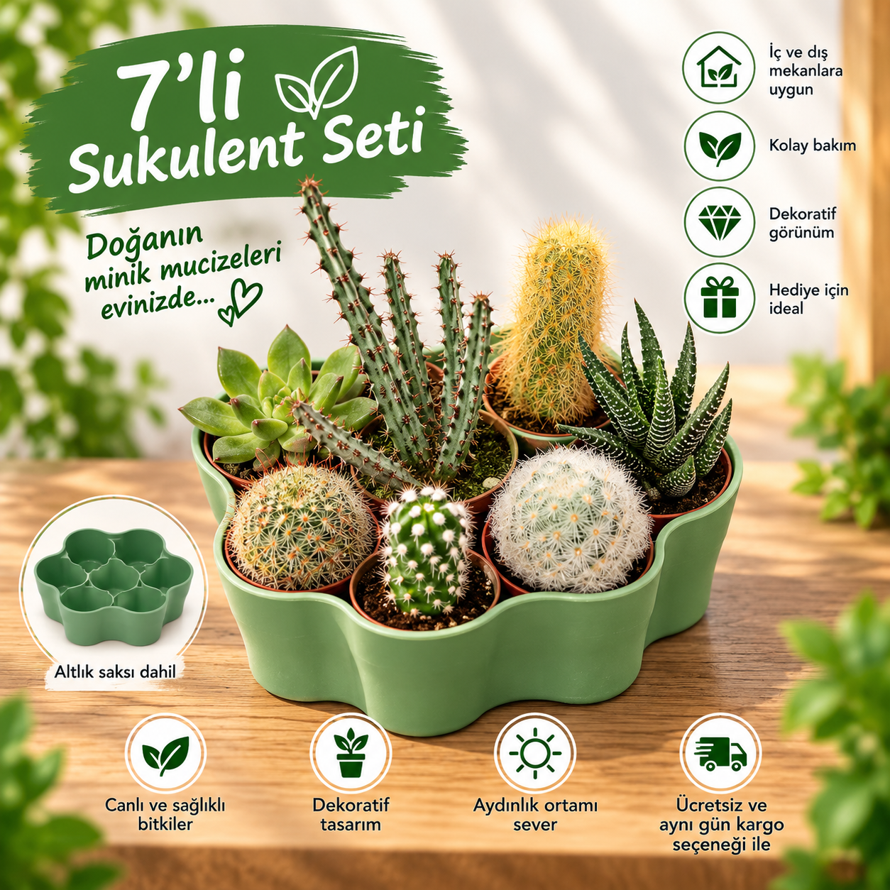 7'li  Sukulent Seti(1) – Altlık saksı dahil