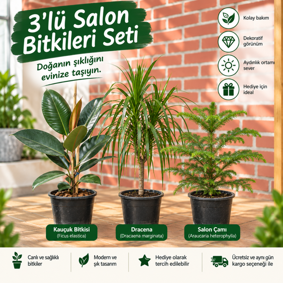 3’lü Salon Bitkileri Seti – Kauçuk, Dracaena ve Salon Çamı