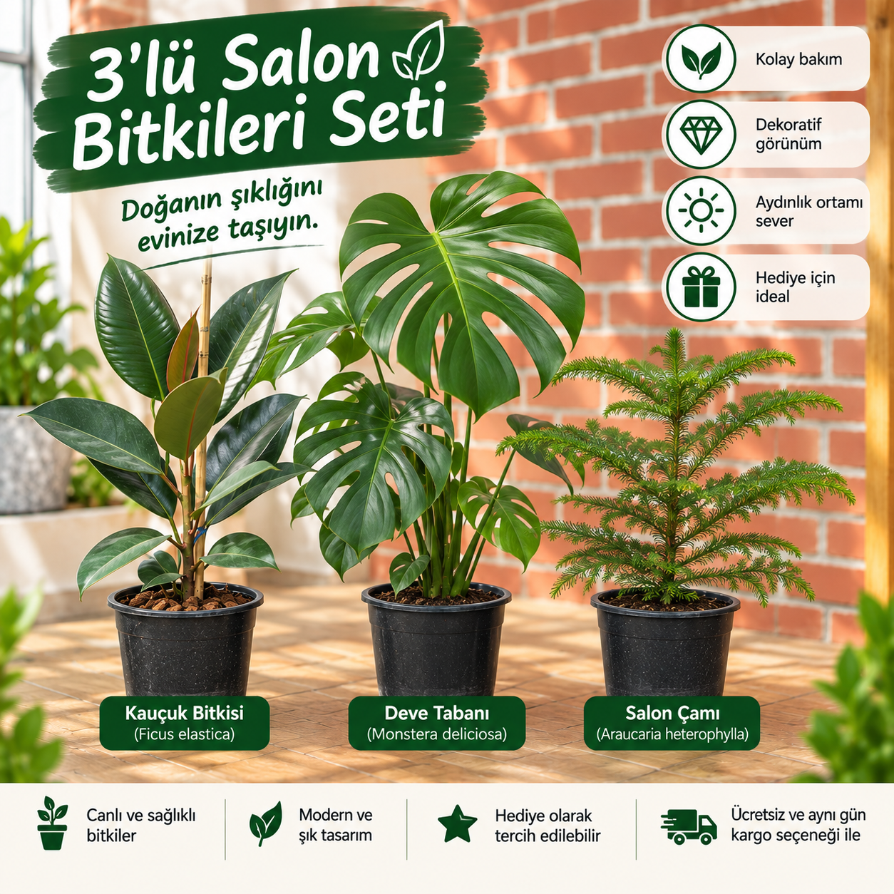 3’lü Salon Bitkileri Seti (2)– Kauçuk, Deve Tabanı ve Salon Çamı