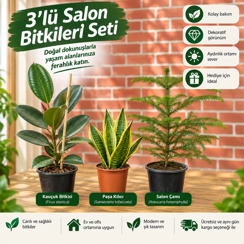 3’lü Salon Bitkileri Seti (3)– Kauçuk, Paşa Kılıcı ve Salon Çamı