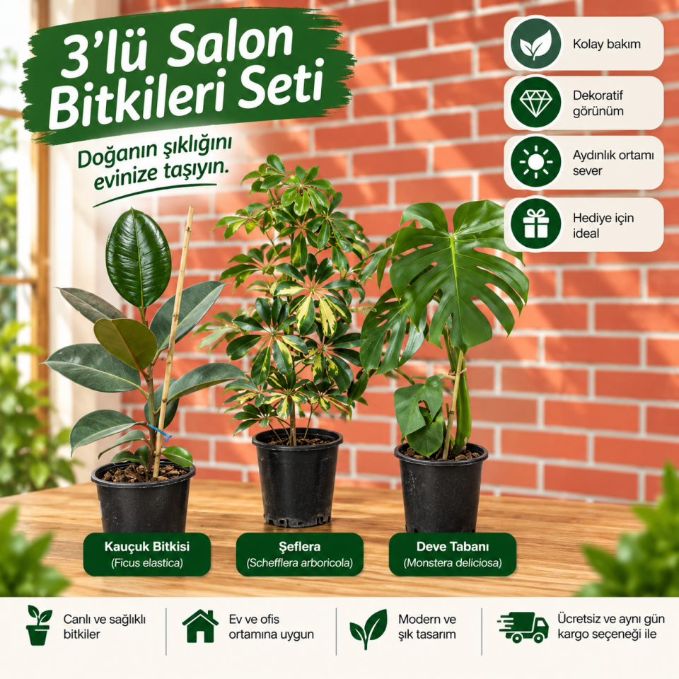 3’lü Salon Bitki Seti (4) – Kauçuk, Şeflera ve Deve Tabanı