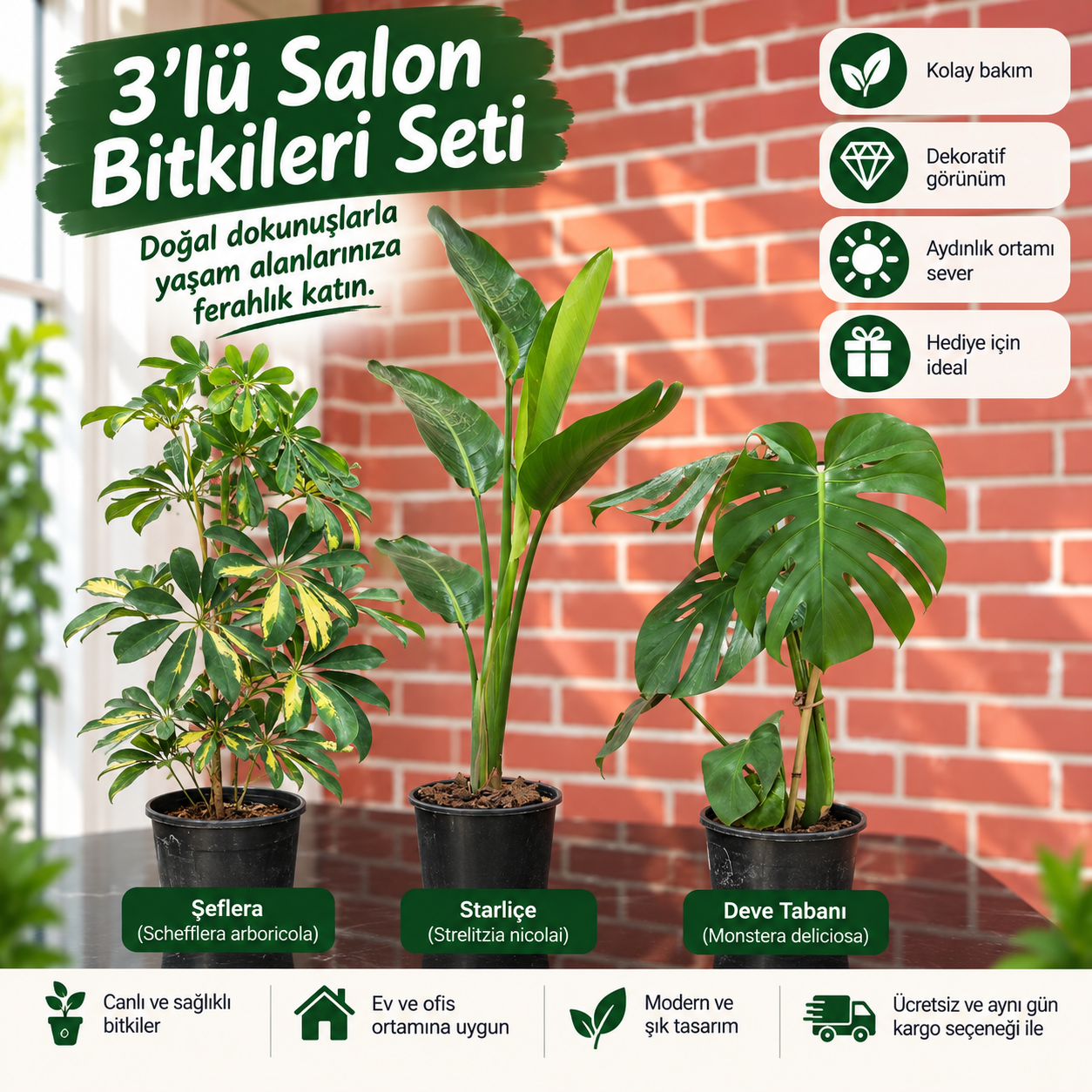 3’lü Salon Bitki Seti – Şeflera, Starliçe ve Deve Tabanı