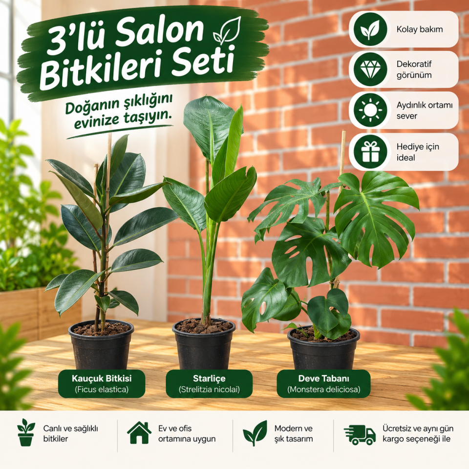 3’lü Salon Bitki Seti (6)  – Kauçuk, Starliçe ve Deve Tabanı