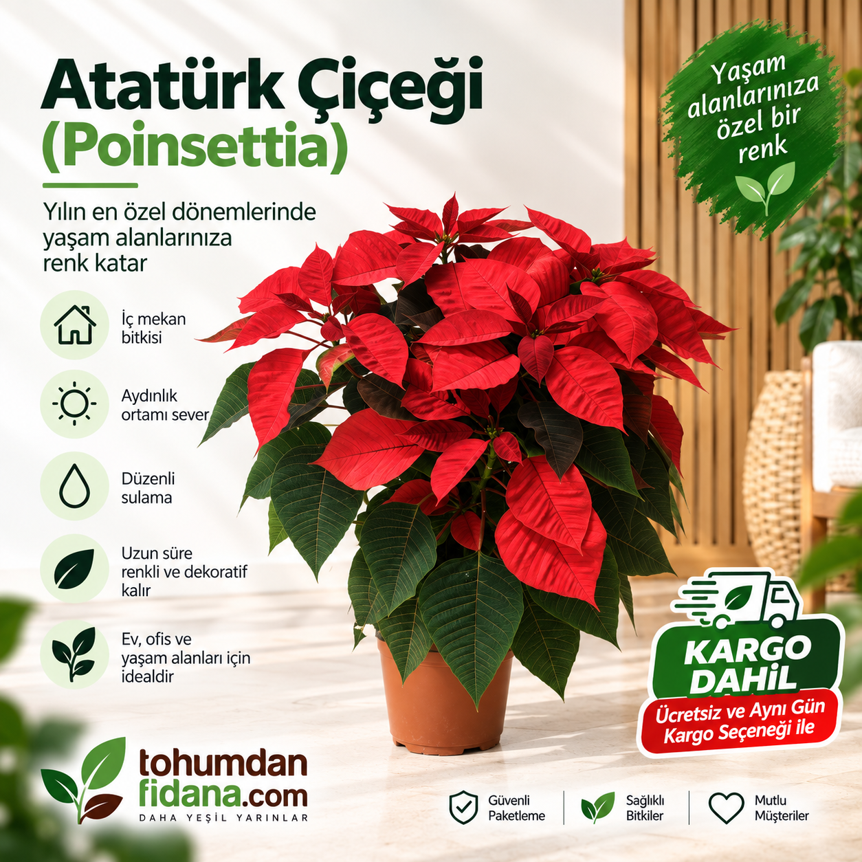 Atatürk Çiçeği (Poinsettia) – İthal