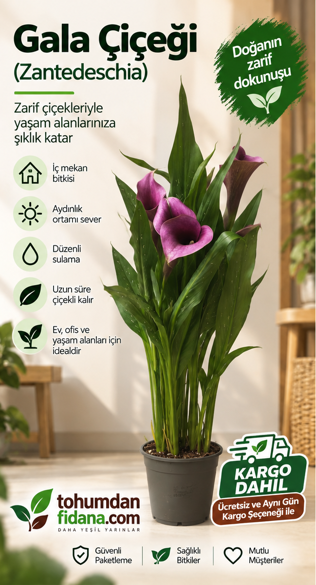 Gala çiçeği - Mor - ithal