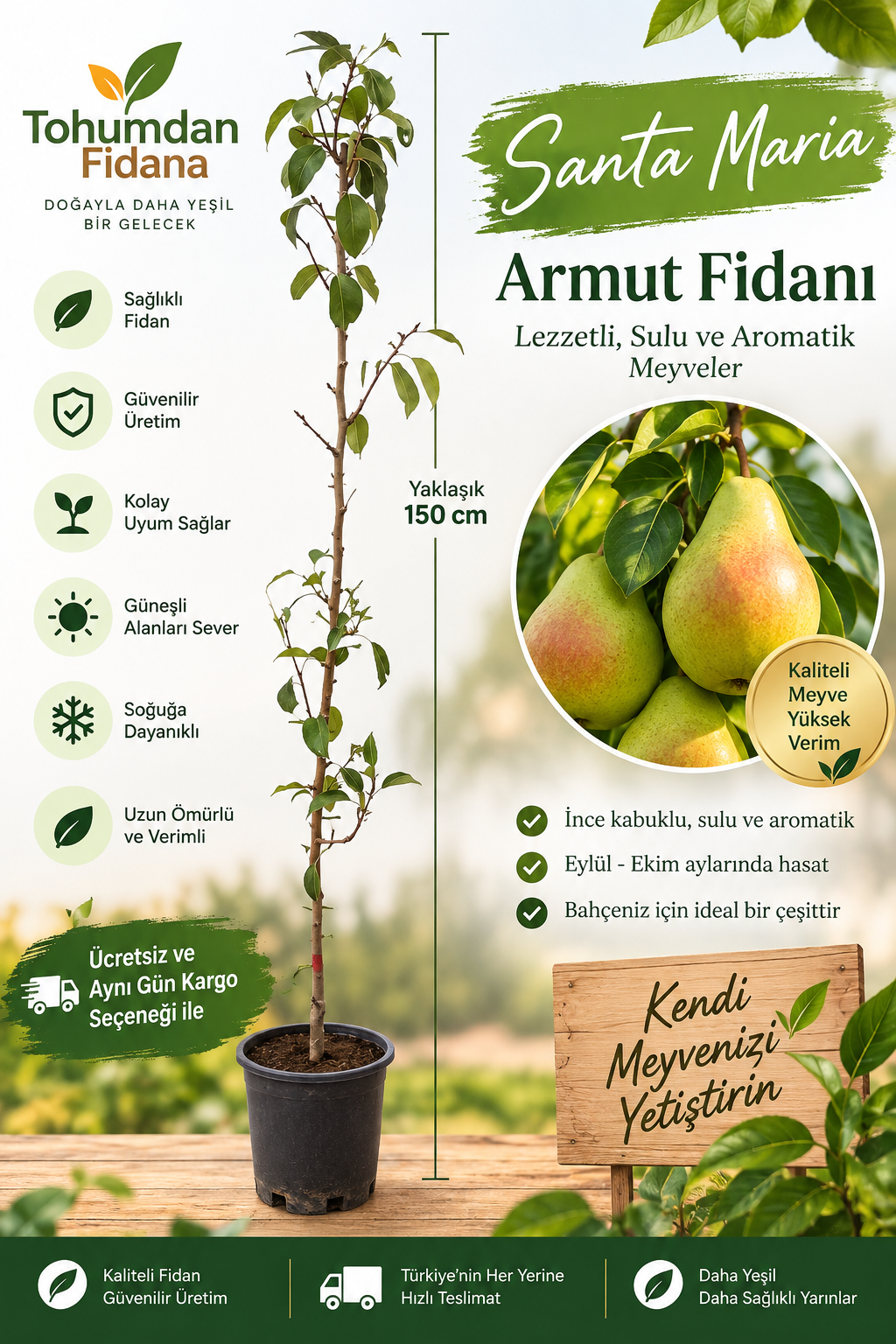 Santa Maria Armut Fidanı (Tüplü)