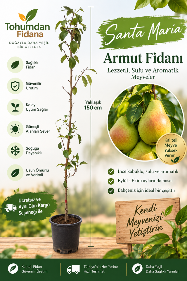 Santa Maria Armut Fidanı (Tüplü)